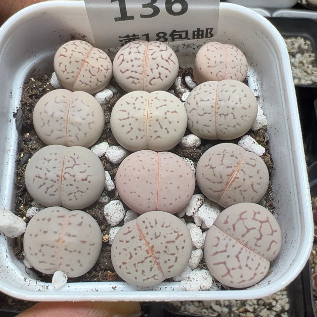 【闪购商品】 136。