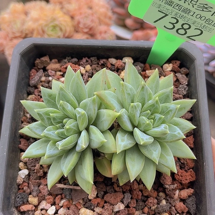 7382幻影美人。