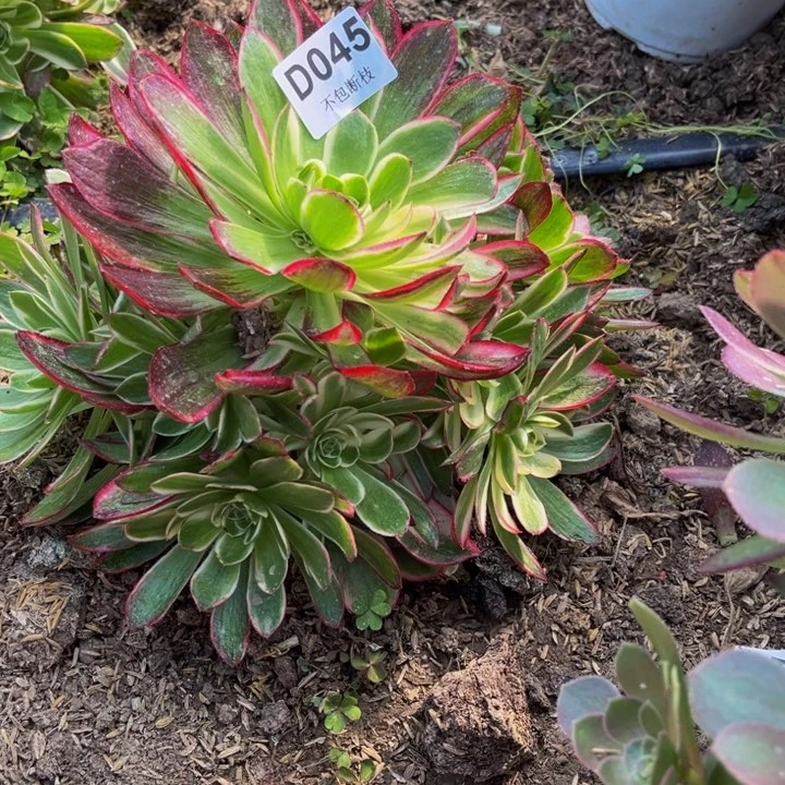 045海王多肉法师不包断枝