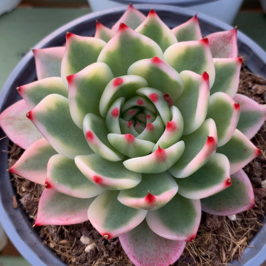 士*吉娃娃锦锦上园艺一物一拍