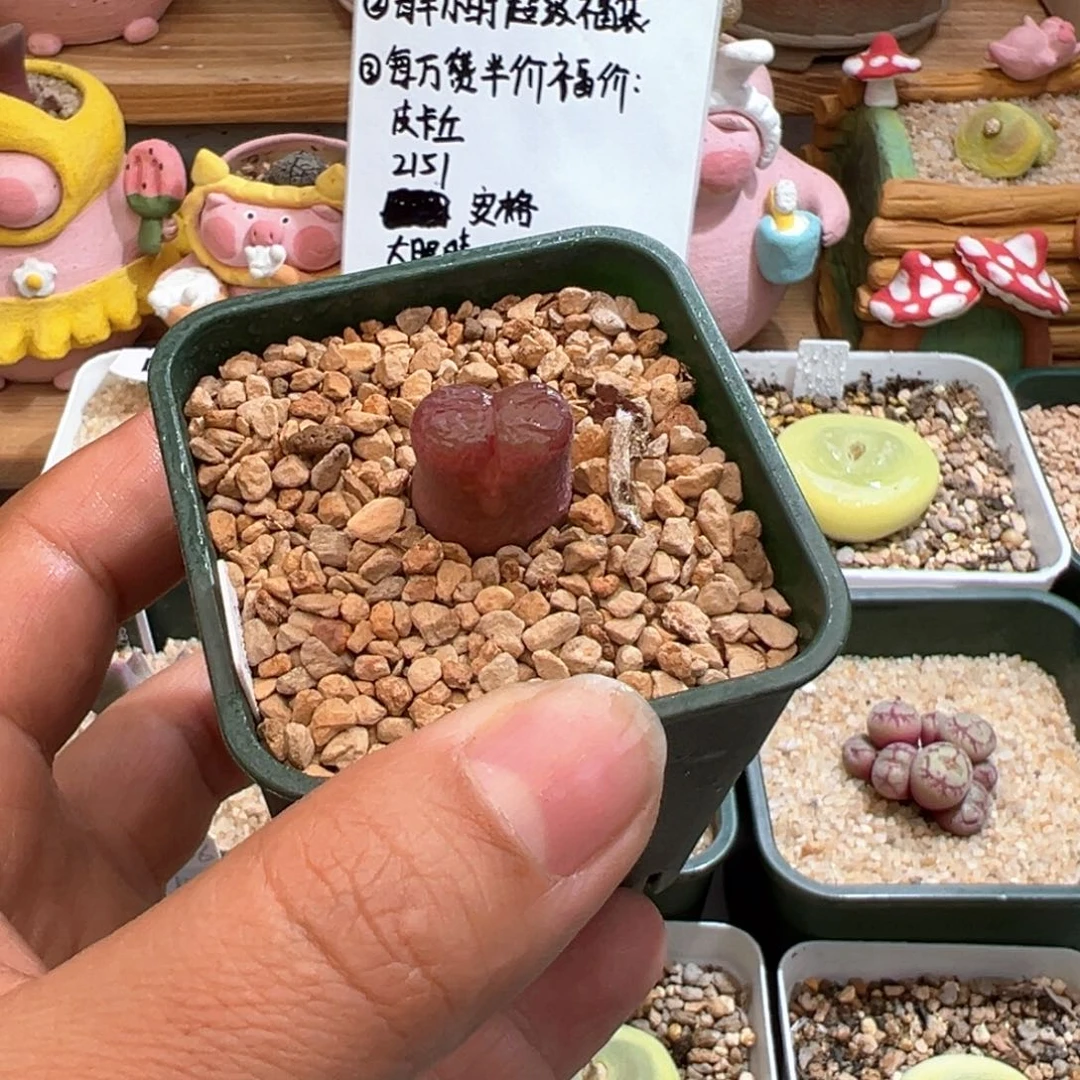 984。赞赞福利。 恩东矮墩墩