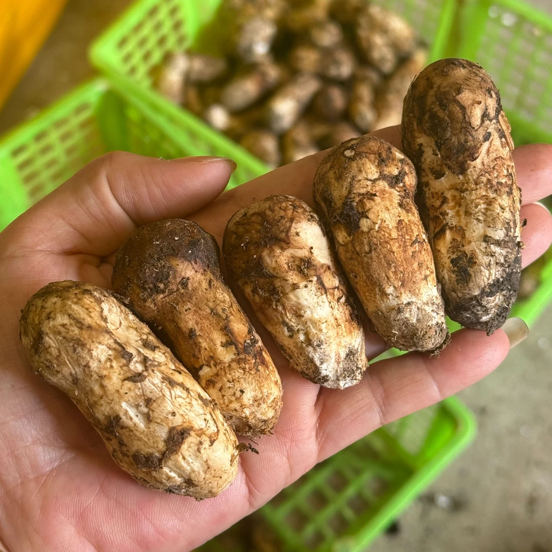 云南特产新鲜野生松茸；3-5规格 (一级货）