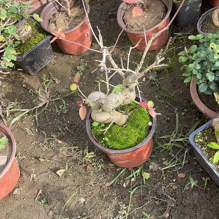 女***瑾无花朵35菊花菊花家