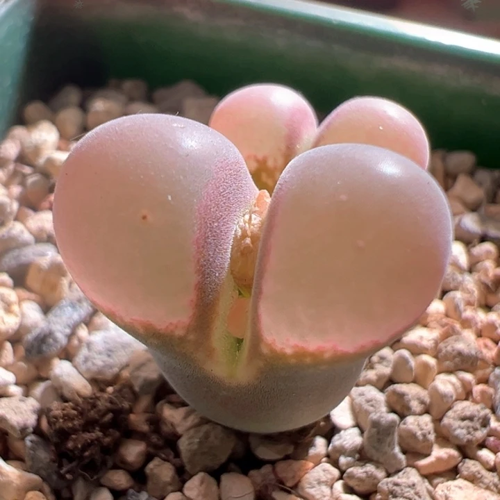 w49。青蛙pv1089 状态绝绝子油亮皮没有网格！！