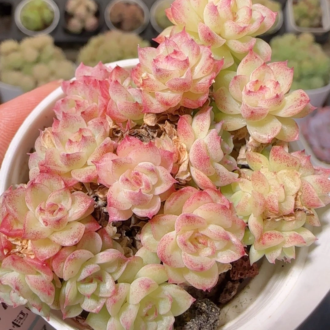 花语逸镜1107-213散