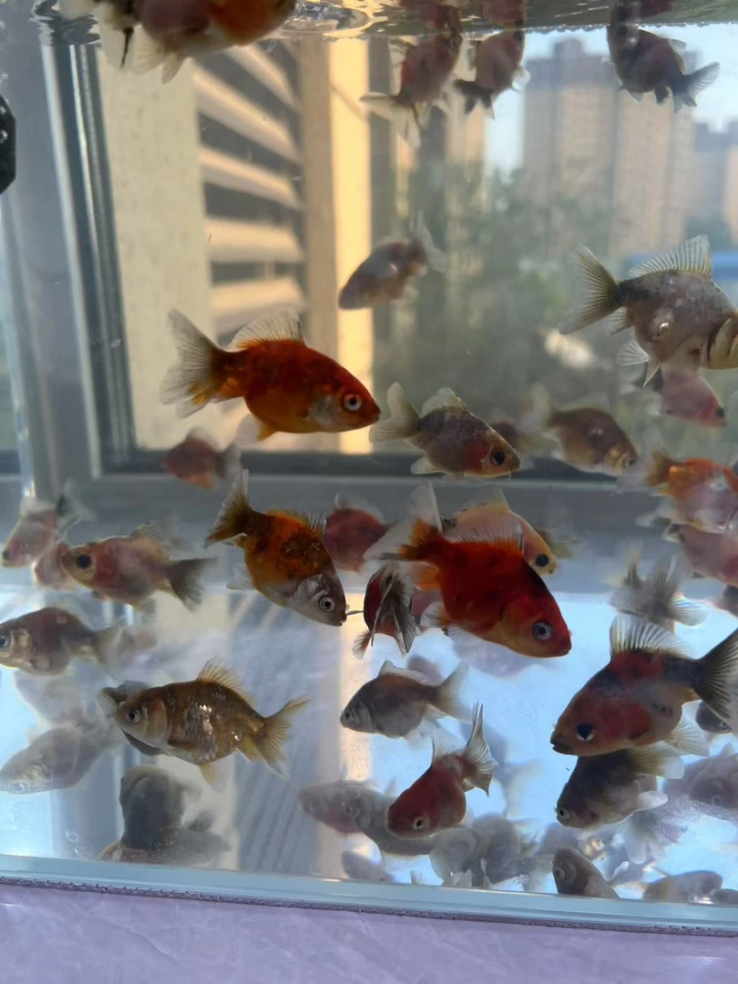 百褶，泰狮观赏鱼4厘米（9+1条运损）