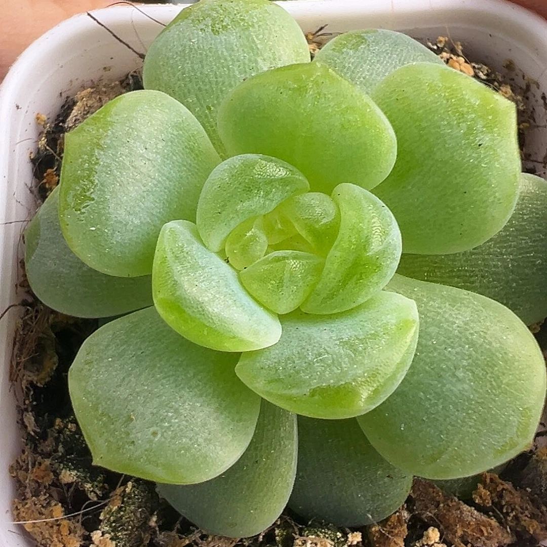 无尽灯。          就一个