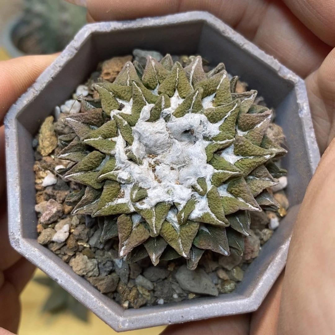 36号 自根 黑牡丹4.5公分带盆土