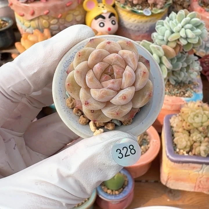 328 6多肉含盆土30元包邮除偏远地区