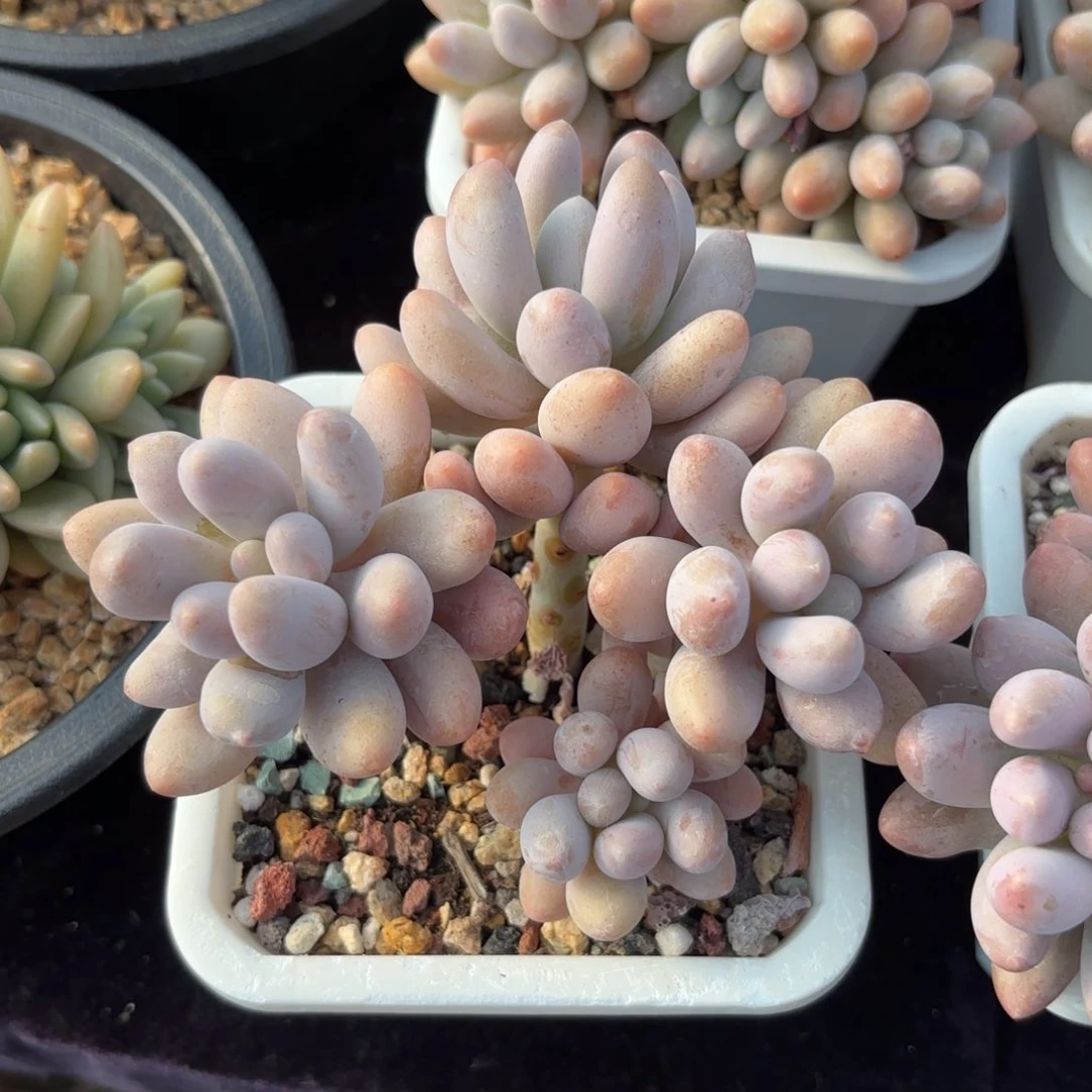 全部花朵粉色恋人4头