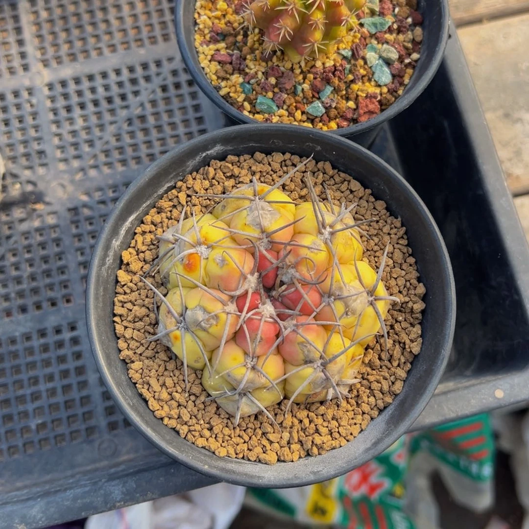 铛**铛仙人球多肉植物带盆土