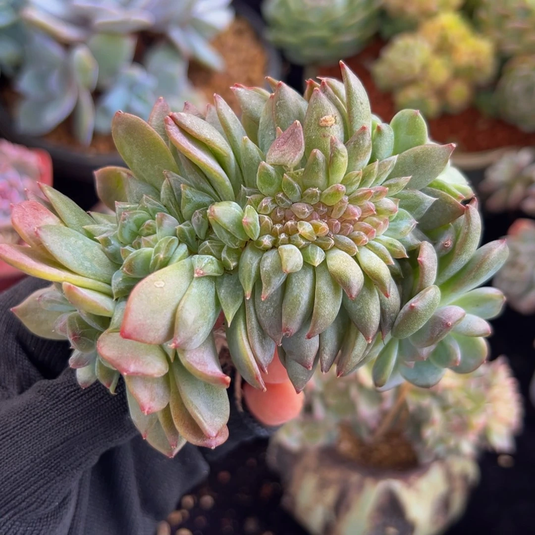 新年快乐 新年快乐