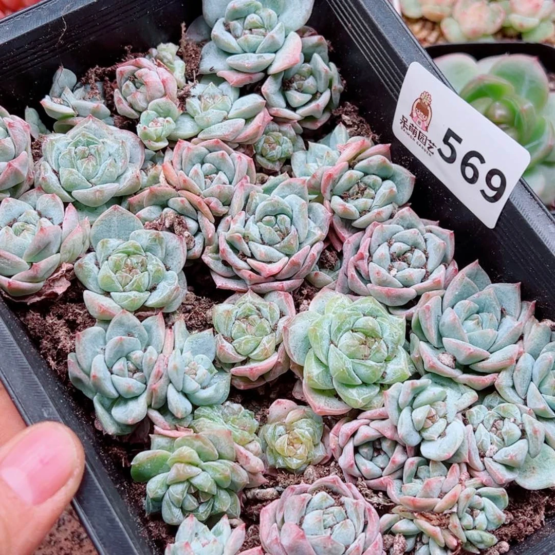 多肉植物多肉植物