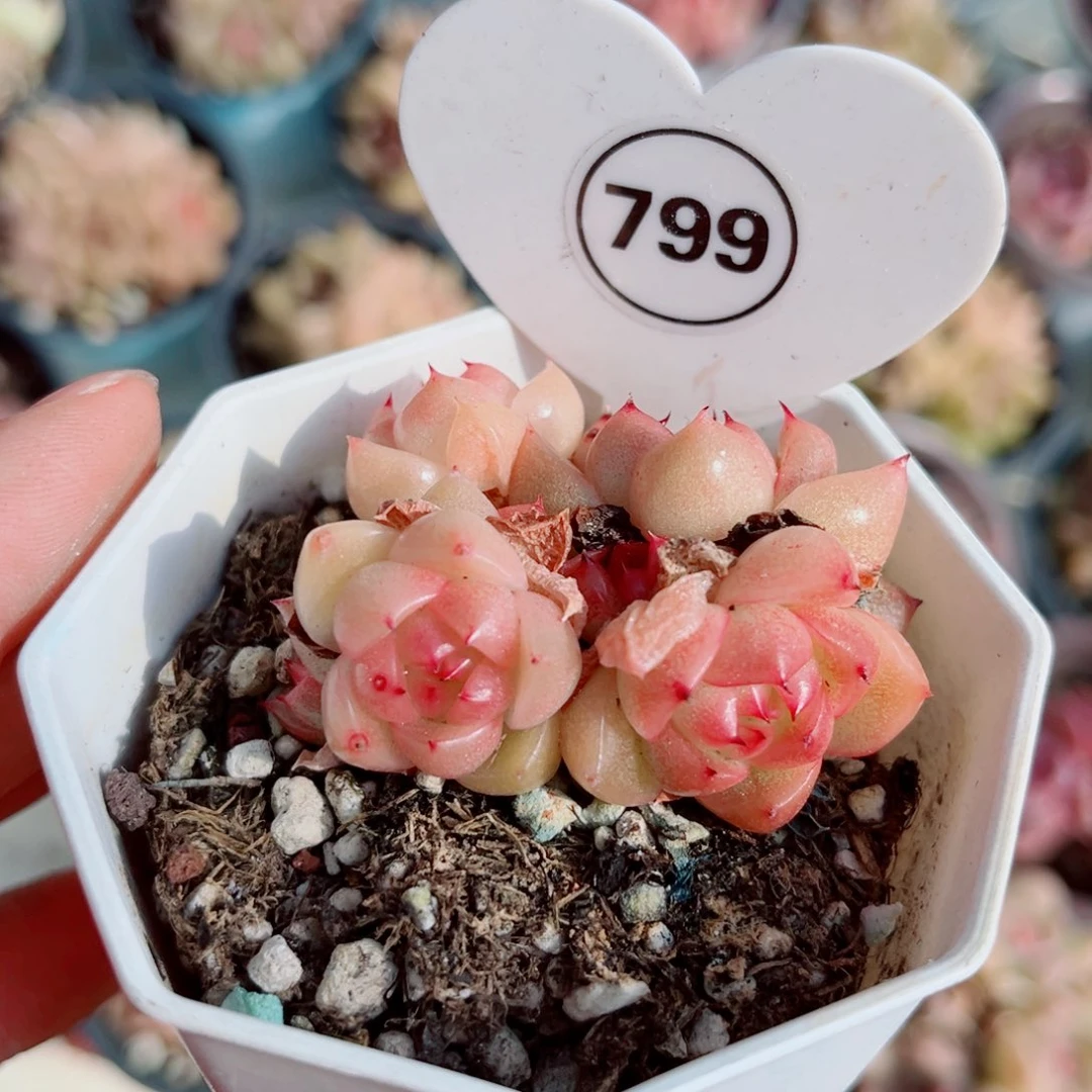 799号小老桩珍妮群