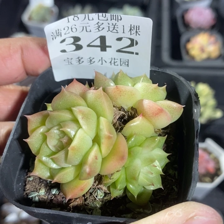 白天鹅麦秆群一物一拍满18包邮满26送一颗多肉