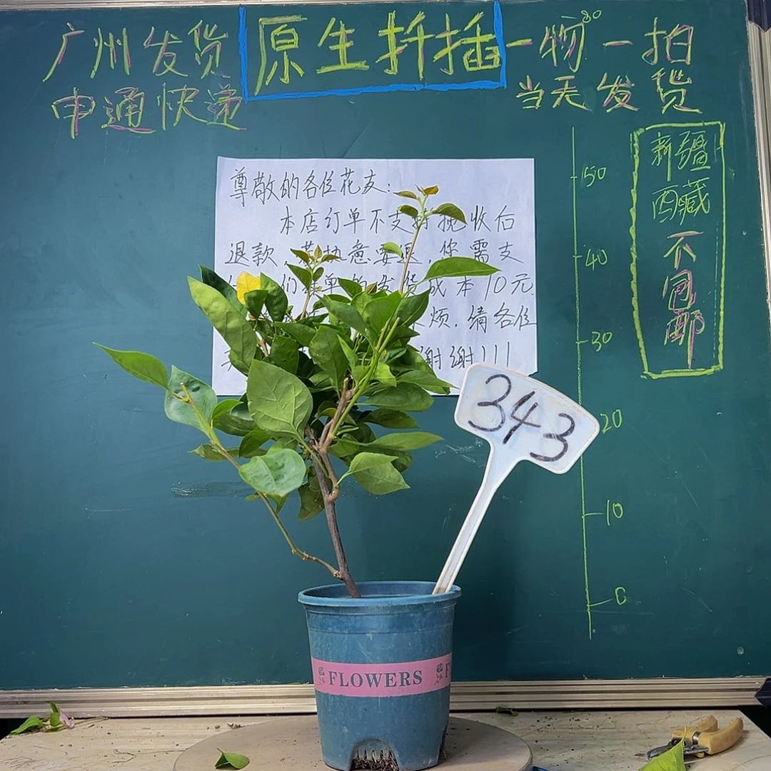 当前无花栽培后可以开花黄玫瑰 343
