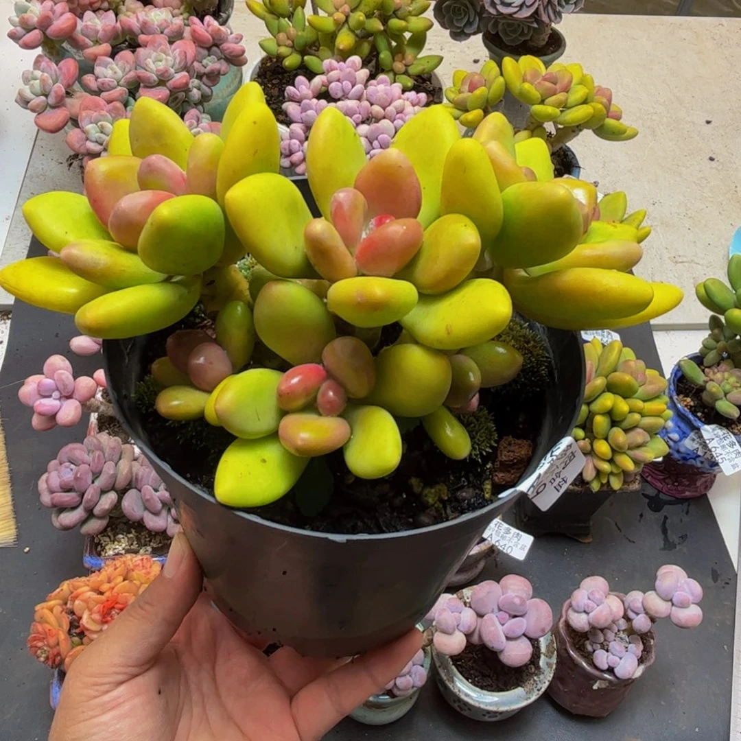 649芒果奶15cm多肉