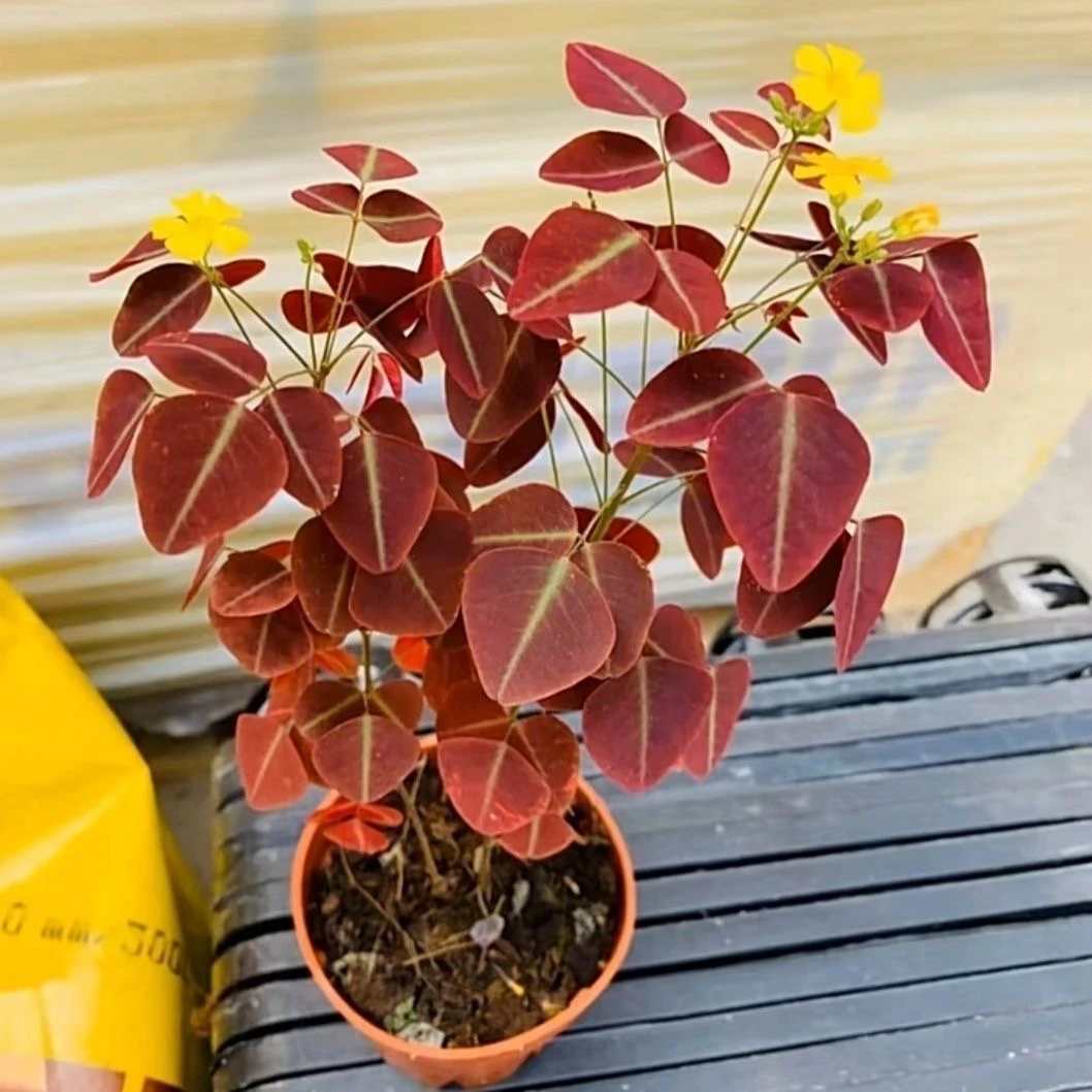 进口观叶花卉绿植盆栽火星酢浆三四叶蝴蝶草室内阳台庭院客厅好养