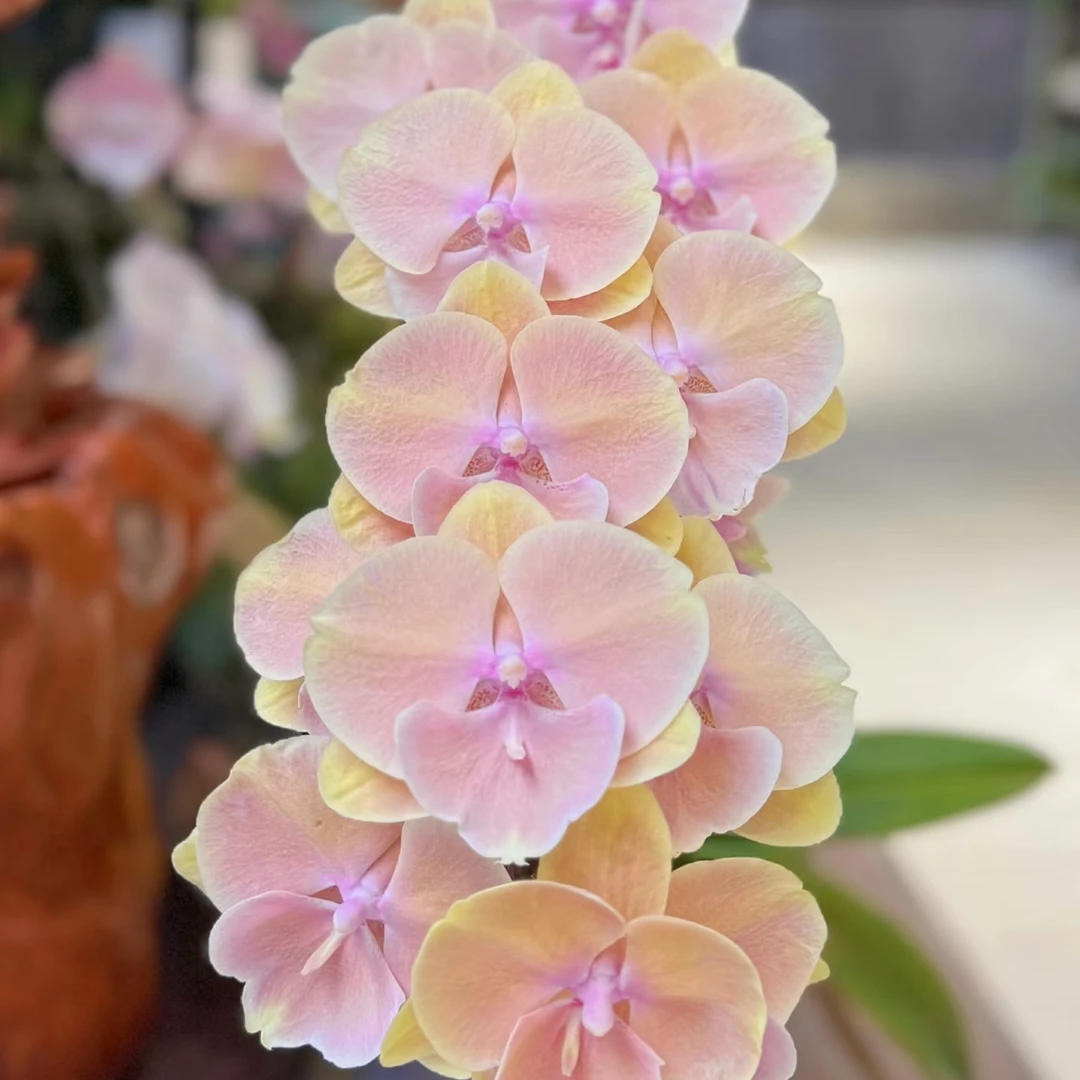 高端贵货2-4花剑大花【芳美彩虹】蝴蝶兰超大花珠光