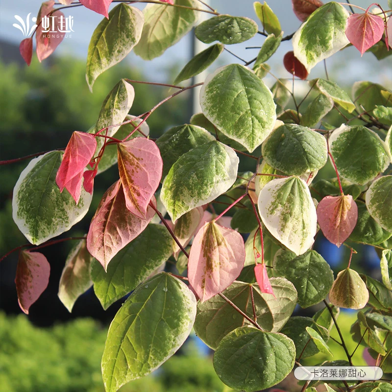 虹越 【夏小哥枫树专场】紫荆苗枫树烟树约旦盆景木本观叶花园盆栽