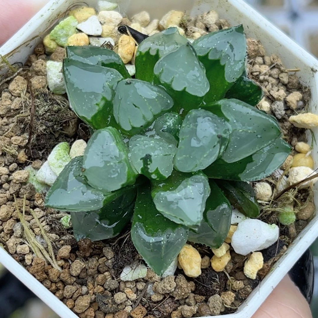 69圣诞蜡烛福利专场