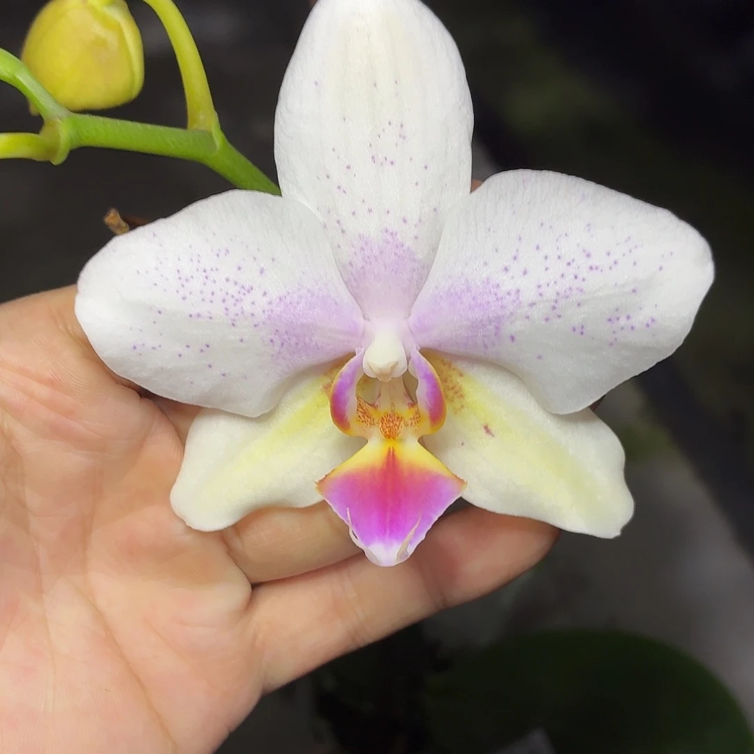 当前无花朵，栽培后可花朵A796yss1142