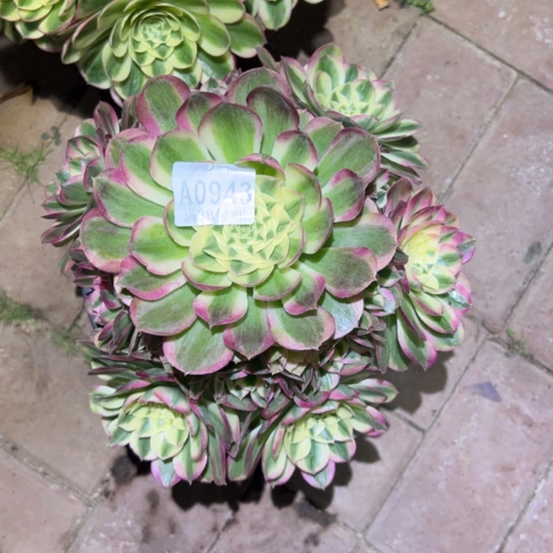 【闪购商品】黑***使943玉姿多肉