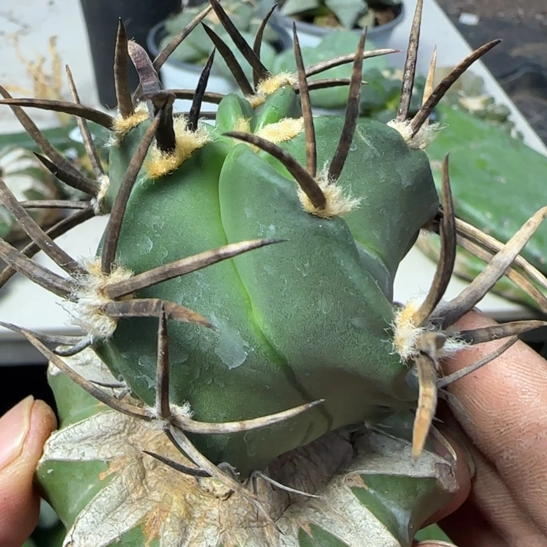 无花朵特粗刺水牛角