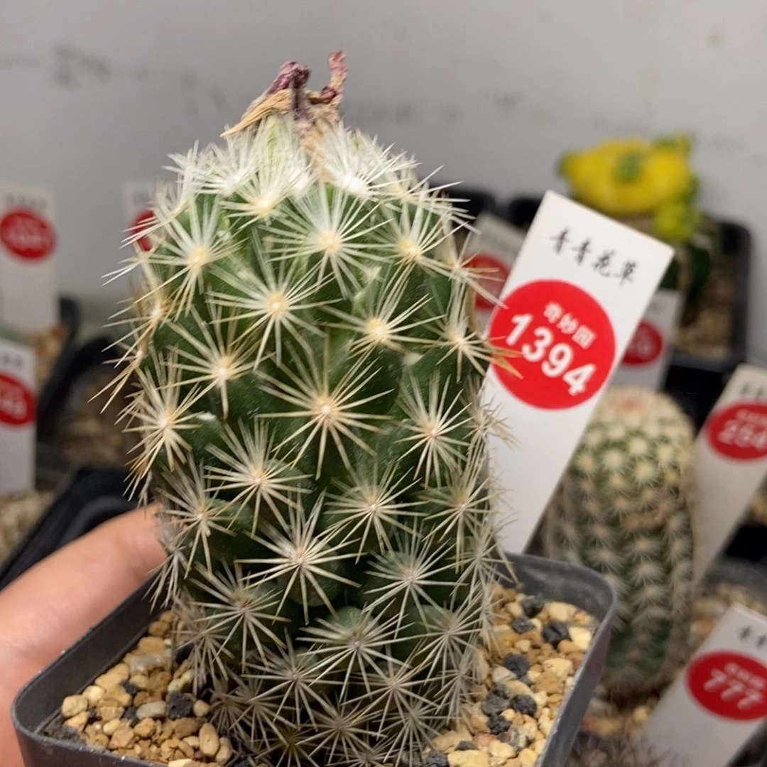 实生孤僻丸4.3cm一棵仙人球