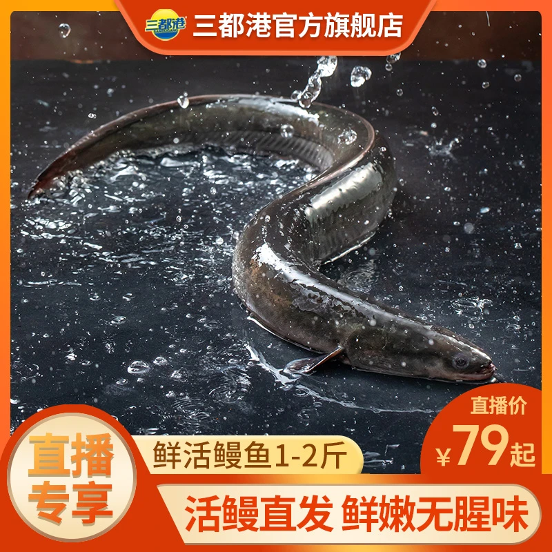 三都港活鳗鱼1-2斤淡水河鳗 现捕现发整条新鲜烧烤食材【自播专享】