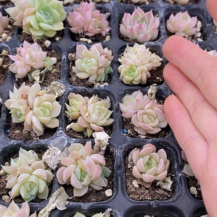 156 多肉植物盆栽植物