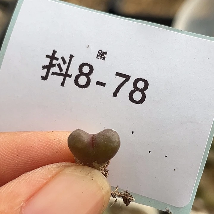 8-78肉锥海参多肉植物