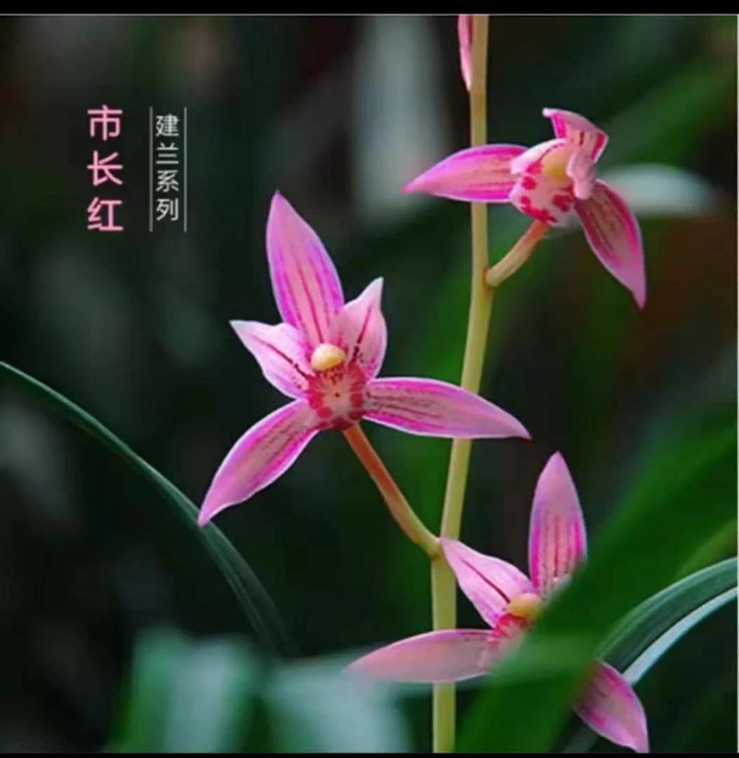 建兰-市长红 裸根发货 新手好养易活花期6-12月自然棚养殖兰花