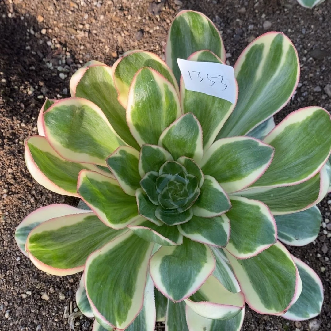 1353燕姿锦多肉植物