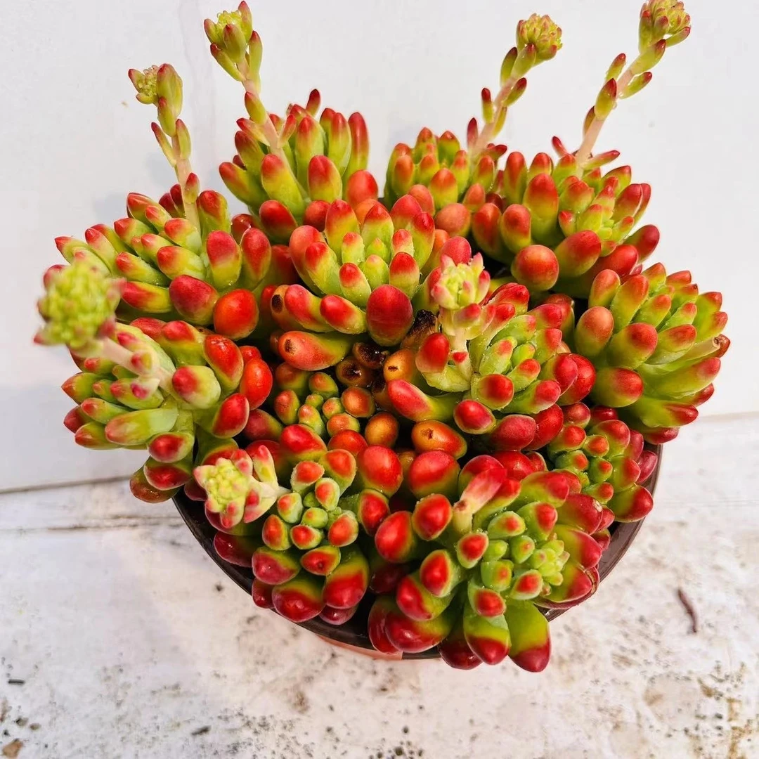 春萌 散群满20包邮带香味 带盆带土发货 多肉植 长沙星昊多肉