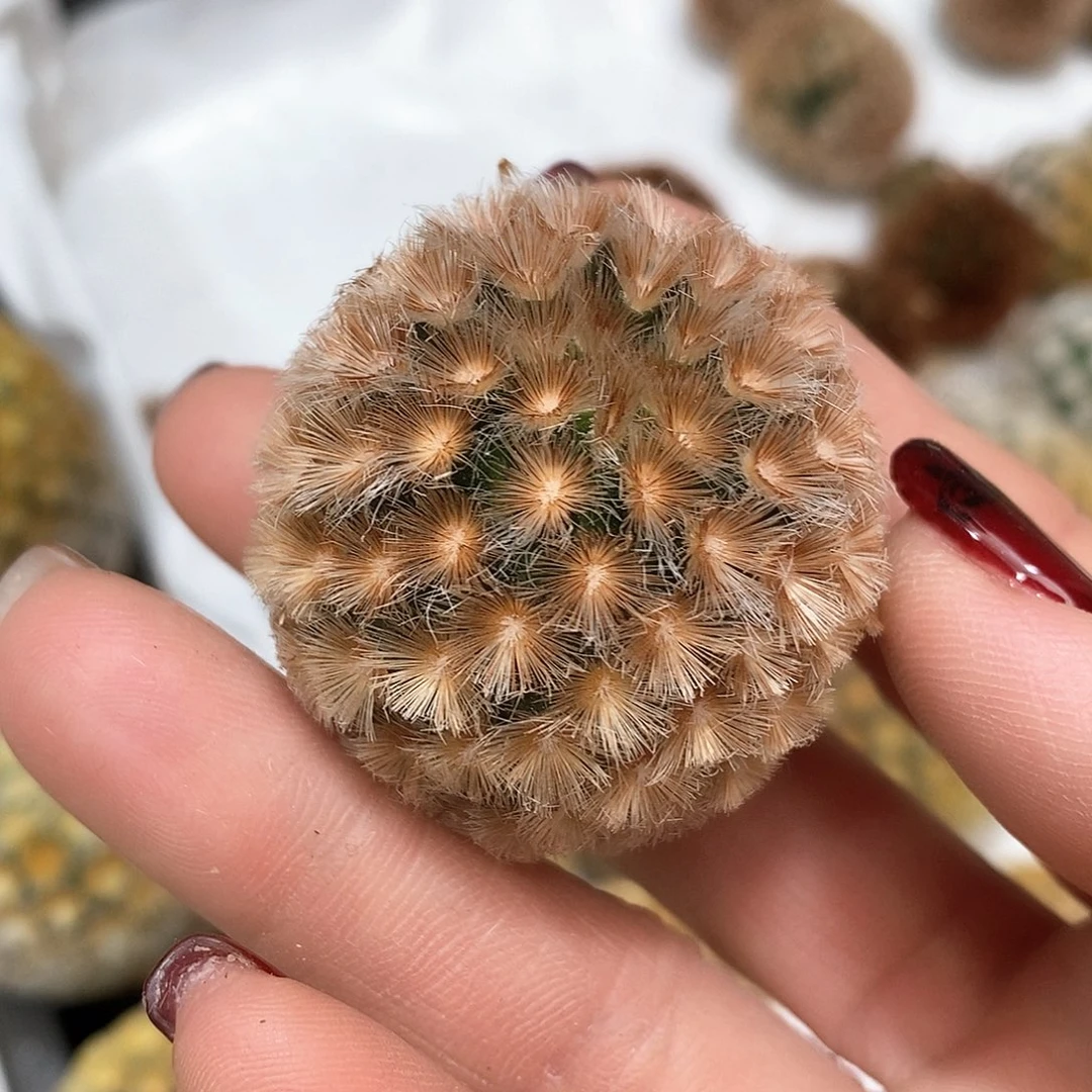 █****█佛头咖色嘉文丸仙人球