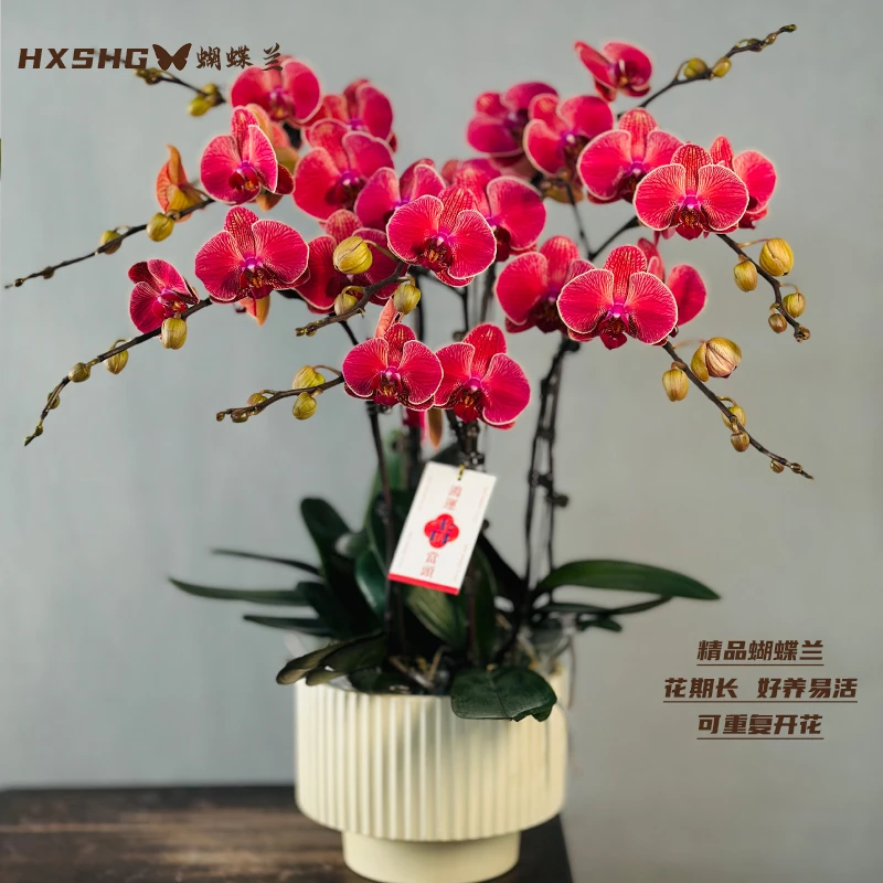蝴蝶兰《聚宝橘子》 年宵花大盆精品懒人花好养易活 带花带花苞发货