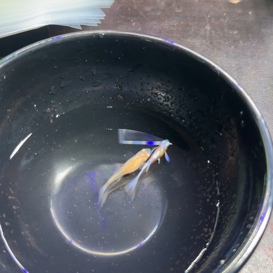 孔雀鱼紫白飞船一对