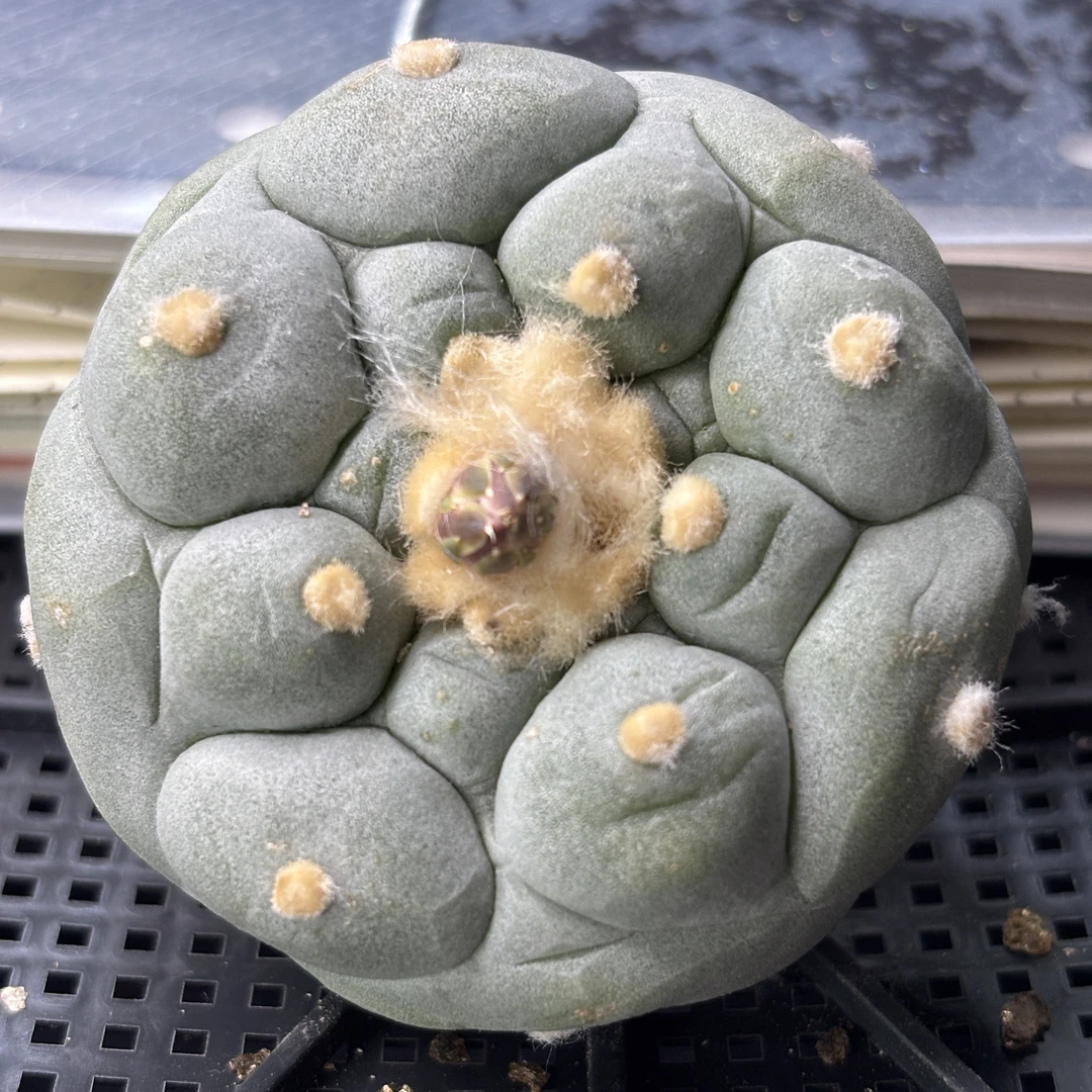 仙人球 有根 一物一拍 732