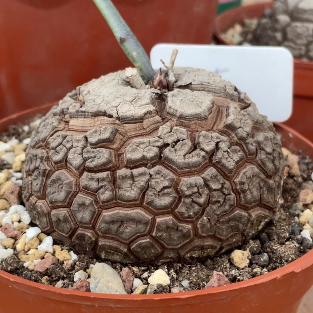 盆栽，密甲，龟甲龙8.4公分