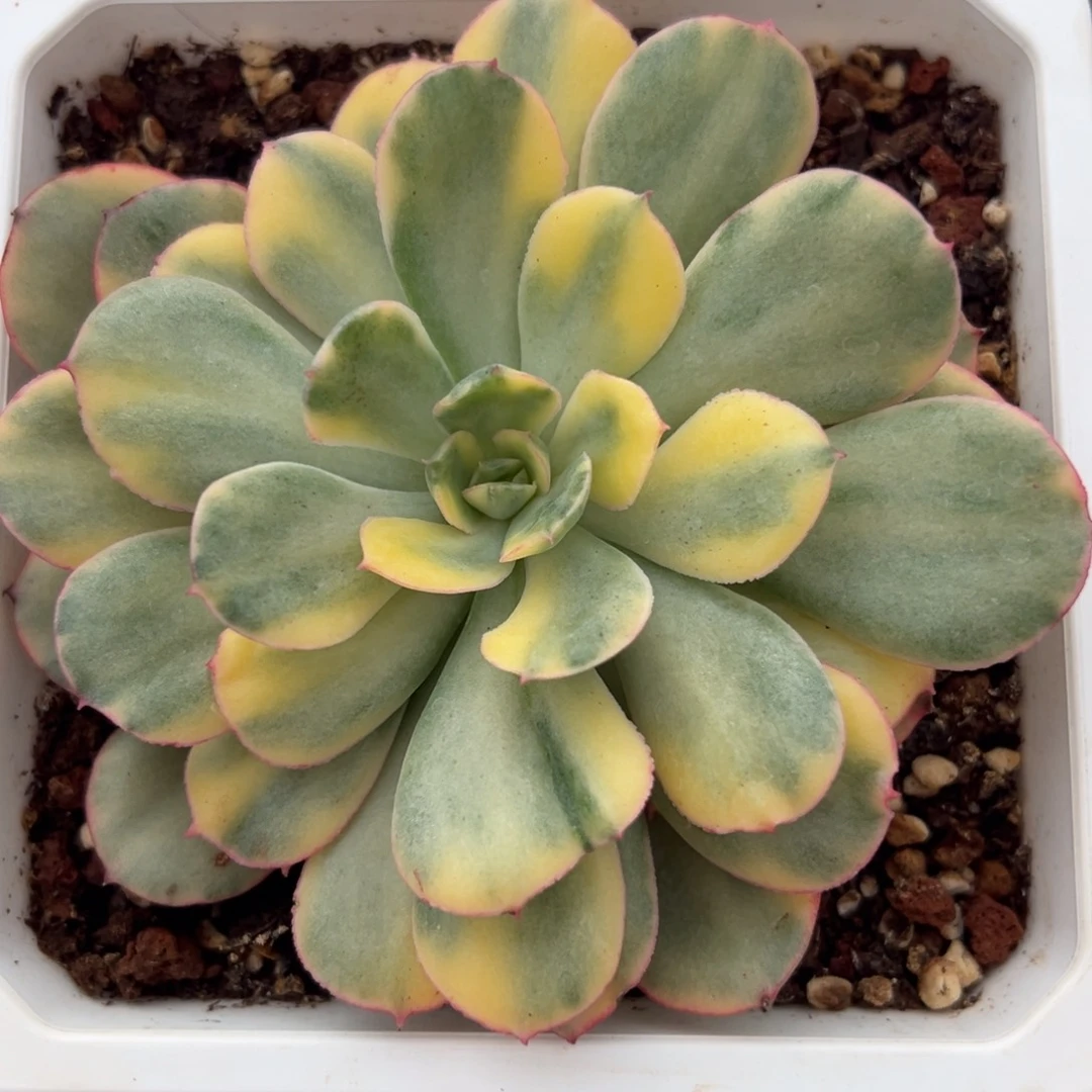 般若锦， 多肉植物