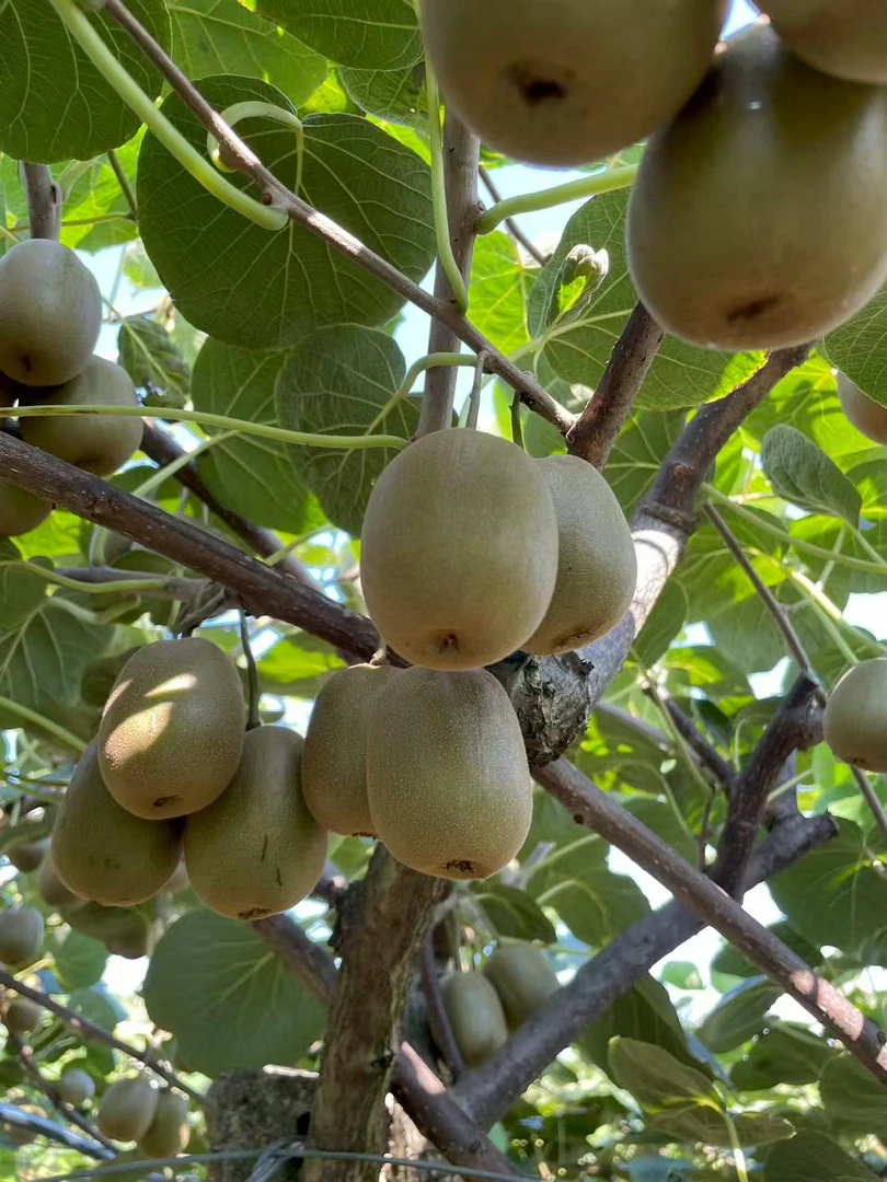 四川红心猕猴桃香甜多汁当季新鲜应季老人小孩水果送礼秋季水果