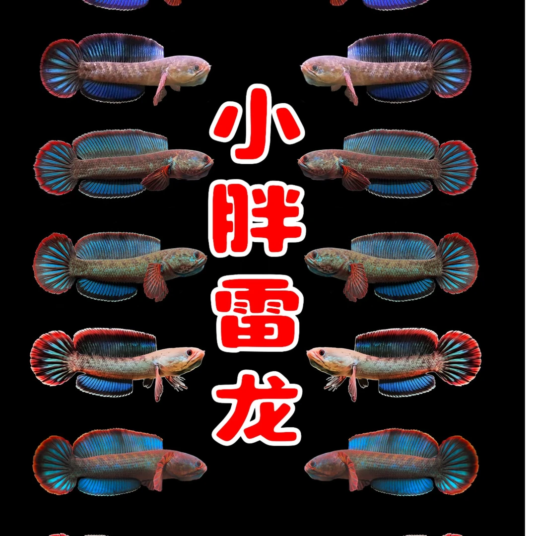 精品酒红雷龙鱼苗