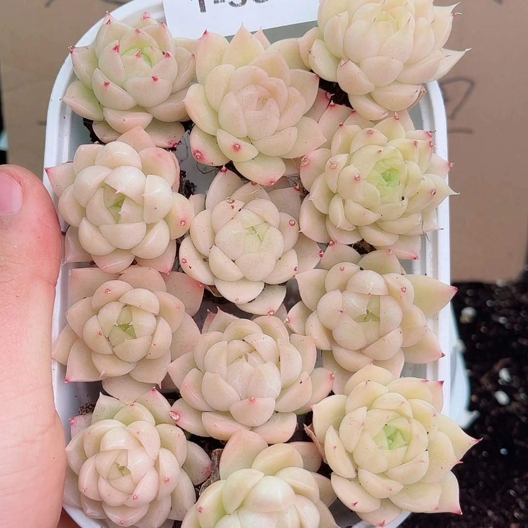 1-502 新疆西藏内蒙不发 12.8包邮2-3公分多肉