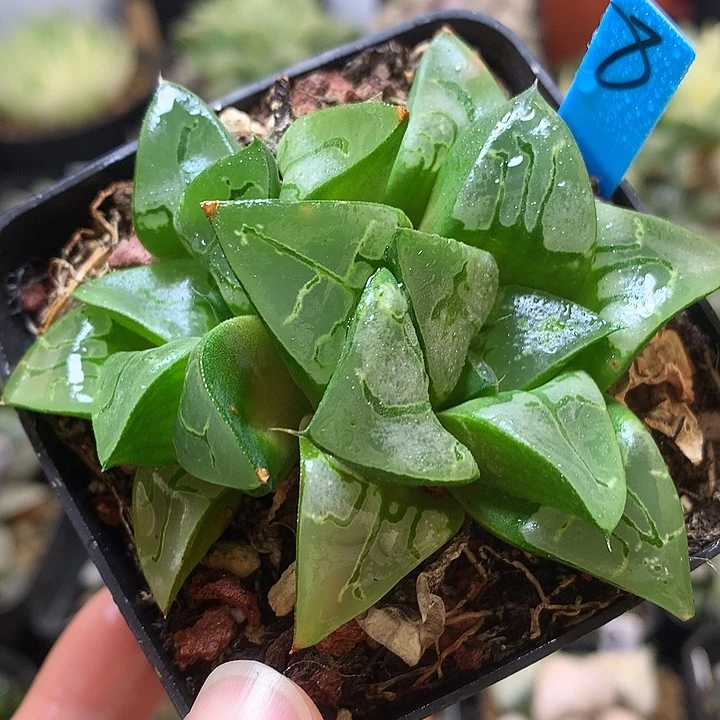 画皮带盆土发货coutu