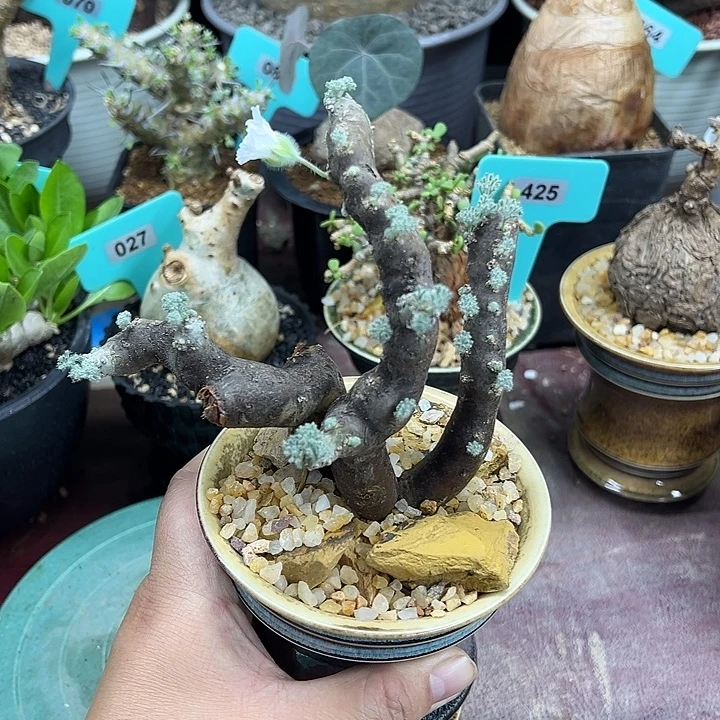 黑皮月界产地带盆土