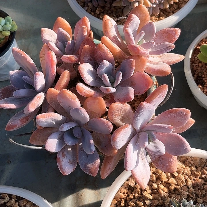 粉免16号码牌子的话题了