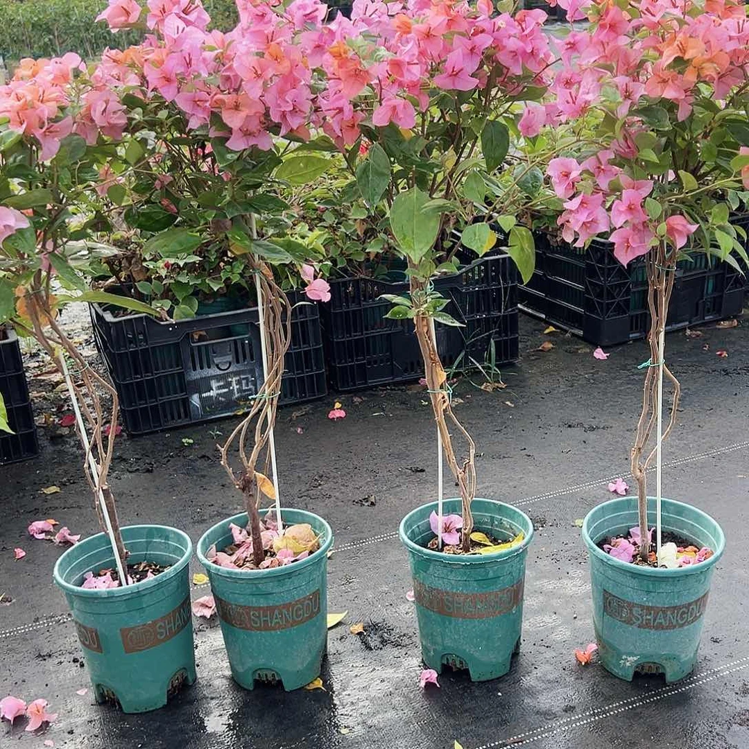 大部分花苞少量开放金发女郎棒棒糖带竹一棵