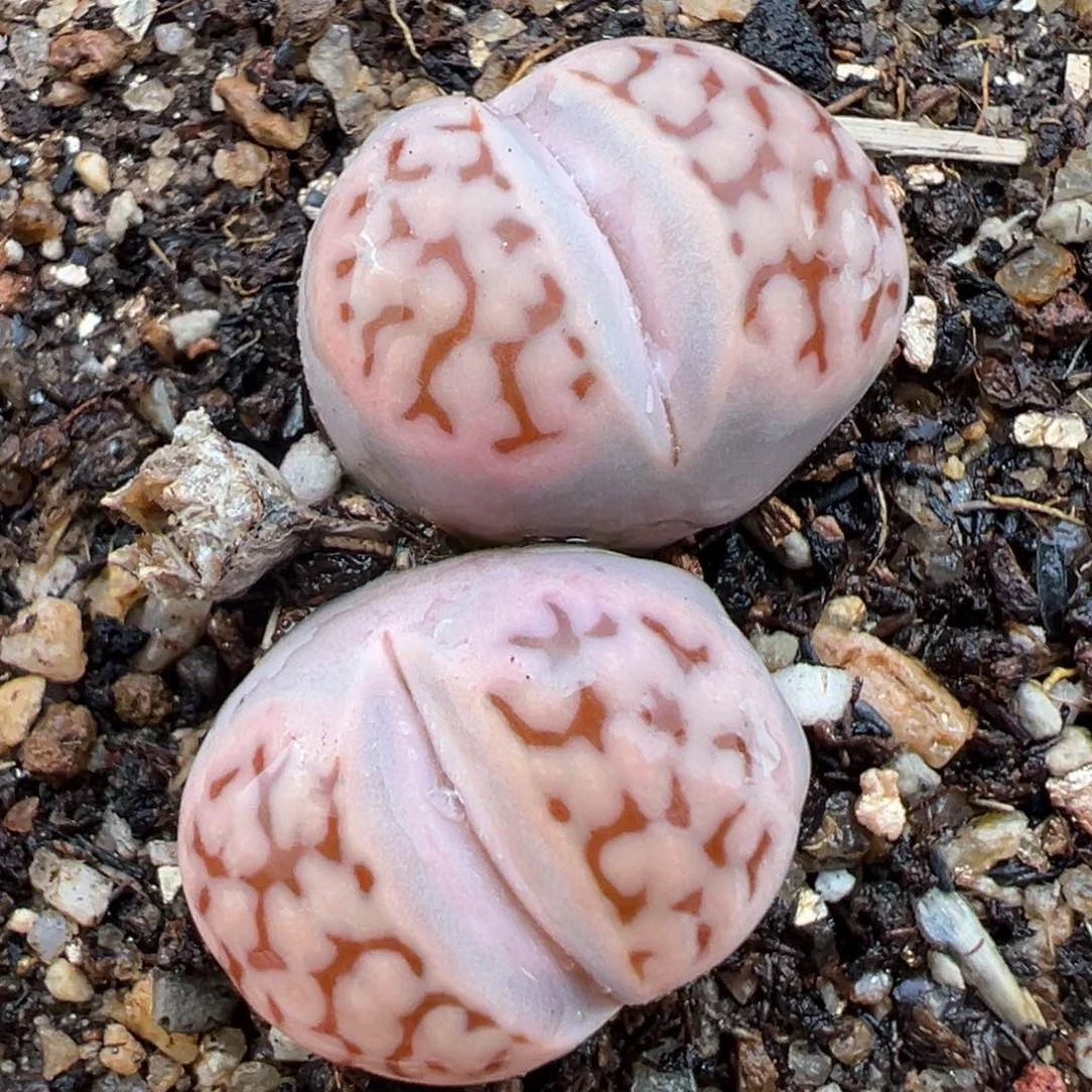 2.5好看的多肉584