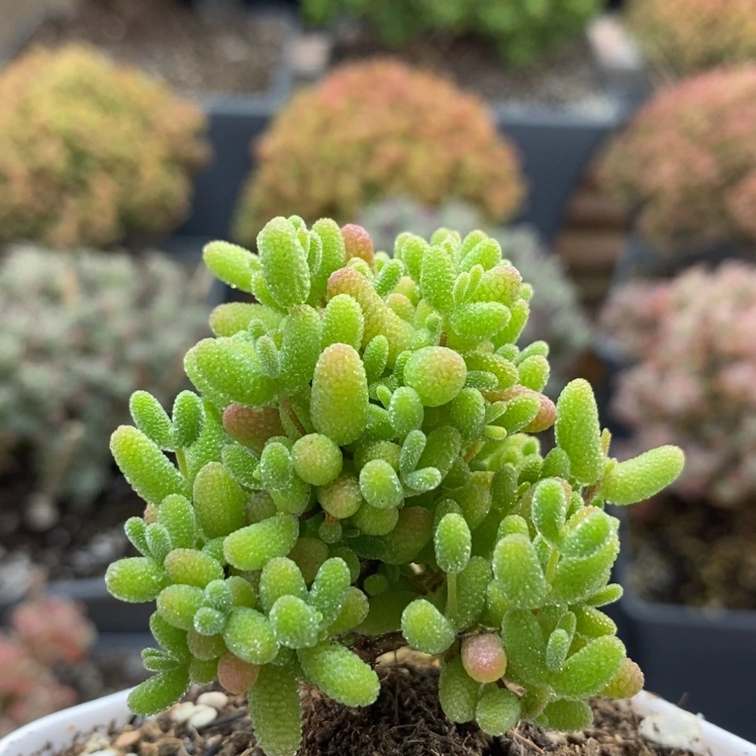 6632蜜橘糖球6厘米盆